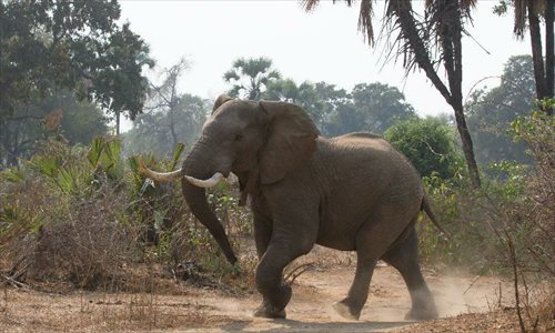 In pics: animals at Gonarezhou National Park in Zimbabwe