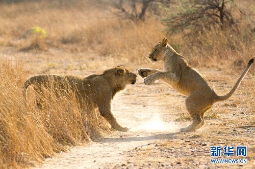 Baby lions in Zimbabwe