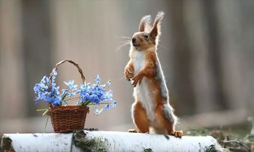 Image result for squirrel smelling flower