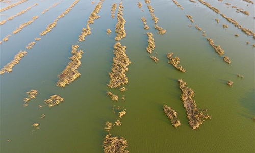 Photo taken on Nov. 15, 2016 shows the early winter scenery of the Qilihai Wetland in Tianjin, north China. (Xinhua/Yue Yuewei)
