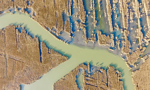 Photo taken on Nov. 15, 2016 shows the early winter scenery of the Qilihai Wetland in Tianjin, north China. (Xinhua/Yue Yuewei)