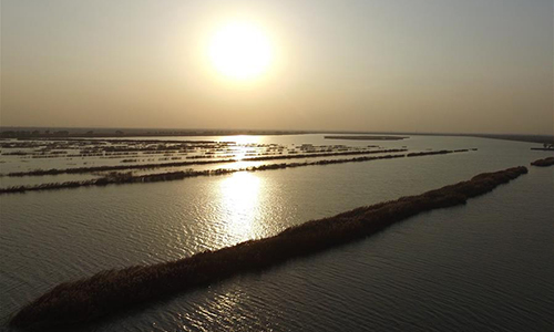 Photo taken on Nov. 15, 2016 shows the early winter scenery of the Qilihai Wetland in Tianjin, north China. (Xinhua/Yue Yuewei)