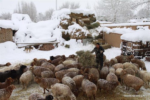 A staff member feeds sheep at a ranch in Altay, northwest China's Xinjiang Uygur Autonomous Region, Nov. 16, 2016. The local authority launched a level-four emergency response after the city's snowstorm continued past 50 hours. (Xinhua) 
