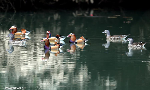 Wild mandarin ducks fly over a stream in Zhongxi Village of Mingxi County, southeast China's Fujian Province, Nov. 30, 2016. (Xinhua/Peng Zhangqing)