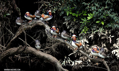 Wild mandarin ducks rest on the tree in Zhongxi Village of Mingxi County, southeast China's Fujian Province, Nov. 30, 2016. (Xinhua/Peng Zhangqing)