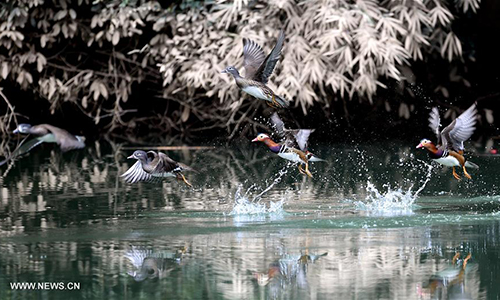 Wild mandarin ducks swim in a stream in Zhongxi Village of Mingxi County, southeast China's Fujian Province, Nov. 30, 2016. (Xinhua/Peng Zhangqing)