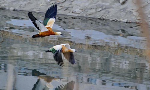 Water birds are seen at Lalu wetland in Lhasa, capital of southwest China's Tibet Autonomous Region, Jan. 7, 2017. Photo: Xinhua