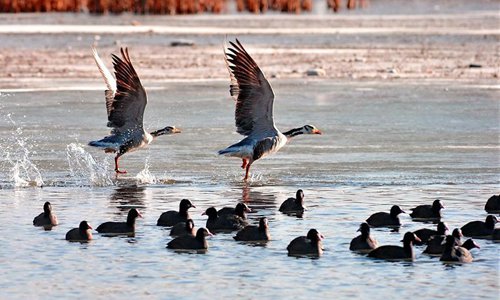 Water birds are seen at Lalu wetland in Lhasa, capital of southwest China's Tibet Autonomous Region, Jan. 7, 2017. Photo: Xinhua