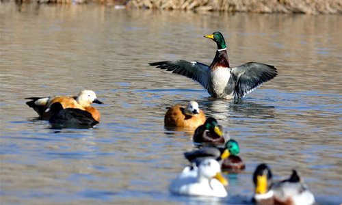 Water birds are seen at Lalu wetland in Lhasa, capital of southwest China's Tibet Autonomous Region, Jan. 7, 2017. Photo: Xinhua