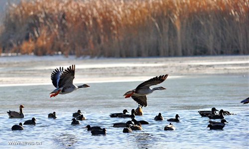 Water birds are seen at Lalu wetland in Lhasa, capital of southwest China's Tibet Autonomous Region, Jan. 7, 2017. Photo: Xinhua