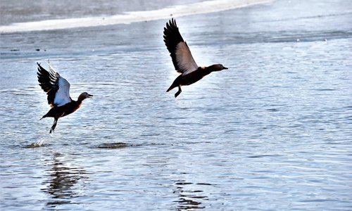 Water birds are seen at Lalu wetland in Lhasa, capital of southwest China's Tibet Autonomous Region, Jan. 7, 2017. Photo: Xinhua