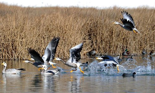 Water birds are seen at Lalu wetland in Lhasa, capital of southwest China's Tibet Autonomous Region, Jan. 7, 2017. Photo: Xinhua