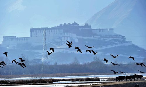Water birds are seen at Lalu wetland in Lhasa, capital of southwest China's Tibet Autonomous Region, Jan. 7, 2017. The Lalu Wetland, known as the Lung of Lhasa, is China's unique urban natural inland wetland with the highest altitude and largest acreage. Photo: Xinhua