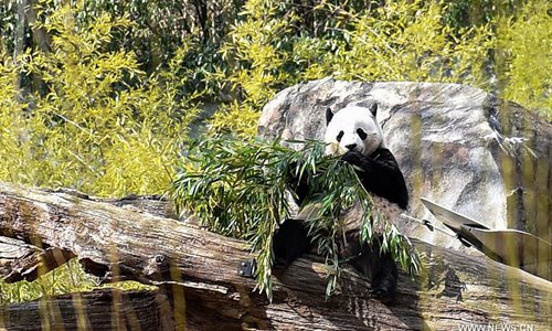 Washington's National Zoo kicks off events to send off Giant Panda Bao Bao