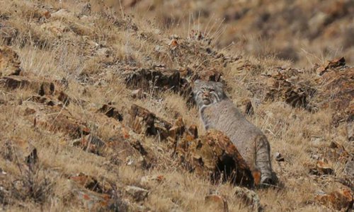 Pallas' Cat Working Group