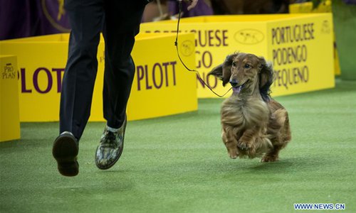 dachshund kennel club