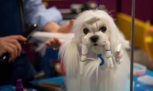 143rd westminster kennel club dog show