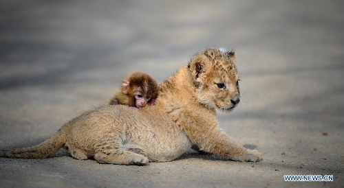 A baby lion and a baby monkey play at the Guaipo Manchurian Tiger Park in Shenyang, capital of northeast China's Liaoning Province, April 19, 2013. The 32-day-old baby lion and the 16-day-old monkey have become intimate friends. They are both fed by keepers after birth as their mothers lack breast milk. (Xinhua/Yao Jianfeng)