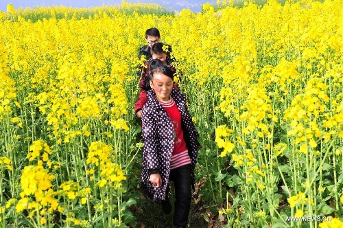Children play among rape flowers in Muyu Island of Maoping Town in Zigui County, central China's Hubei Province, March 3, 2013. (Xinhua/Wang Huifu) 