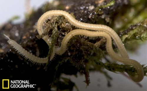 6. World’s leggiest animal found (Source: sina.com.cn)