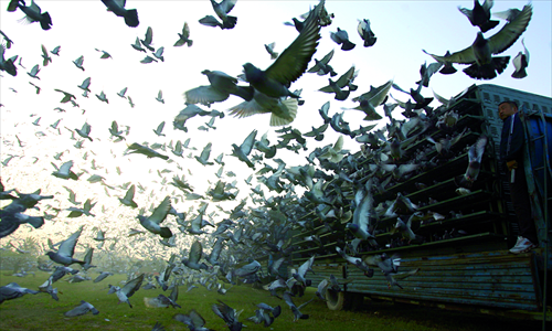 Pigeon racing rules the roost in China among bird sports, with one enthusiast even spending $200,000 to buy a prized pigeon. Photos: CFP 1