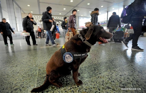 Police dog Dongdong sits on the ground as passengers walk around at Chengdu Railway Station in Chengdu, capital of southwest China's Sichuan Province, Feb. 20, 2013. It is the first time for the 4-year-old female Labrador to be on duty during the Chinese New Year holidays here and she was responsible for sniffing out explosive devices and materials. (Xinhua/Xue Yubin)  
