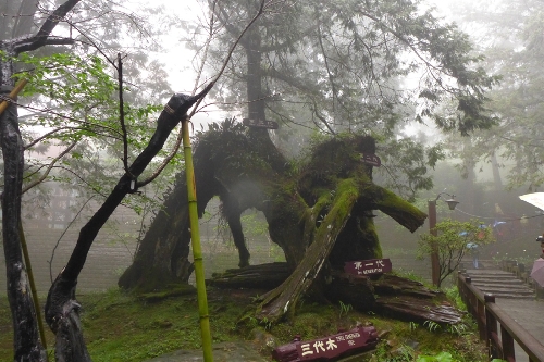 Located in the northeast of Jiayi in Taiwan Province, Ali Mountain is the general name of the 18 hills including Zhu Hill and Tower Hill. The highest peak is Tower Hill with a height of 2,663 meters. Ali Mountain is renowned for its five rare sights including the sunrise, the Ali Mountain forest railway, the famous Alishan sacred tree, the grand sea of clouds, and fragrant cherry blossom. (Photo:China.org.cn)
