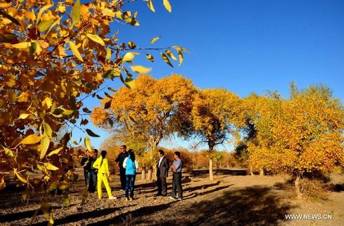 Tourists enjoy the scenery at a forest park in Jiuquan city, Northwest China's Gansu Province, October 6, 2012. Photo: Xinhua