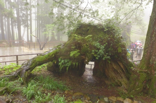 Located in the northeast of Jiayi in Taiwan Province, Ali Mountain is the general name of the 18 hills including Zhu Hill and Tower Hill. The highest peak is Tower Hill with a height of 2,663 meters. Ali Mountain is renowned for its five rare sights including the sunrise, the Ali Mountain forest railway, the famous Alishan sacred tree, the grand sea of clouds, and fragrant cherry blossom. (Photo:China.org.cn)