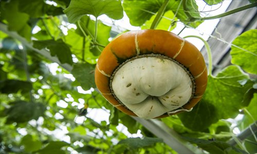 Incense Burner Pumpkins Photo: Li Hao/GT