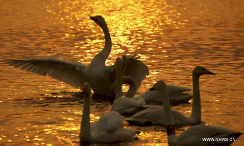 Swans swim on a lake in the Yellow River wetland in Pinglu County, north China's Shanxi Province, Jan. 23, 2013. (Xinhua/Xue Jun)&nbsp;