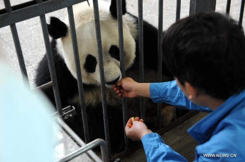  A giant panda is fed at the Bifengxia Panda Base, located about 20 km from the epicenter of a 7.0-magnitude earthquake on April 20, in Ya'an City, southwest China's Sichuan Province, April 24, 2013. Giant panda habitats near the epicenter of the earthquake that jolted Lushan County of Ya'an City have suffered only minor effects from the natural disaster. All 61 giant pandas at Bifengxia Panda Base are safe, according to local authorities. (Xinhua/Li Ziheng)
