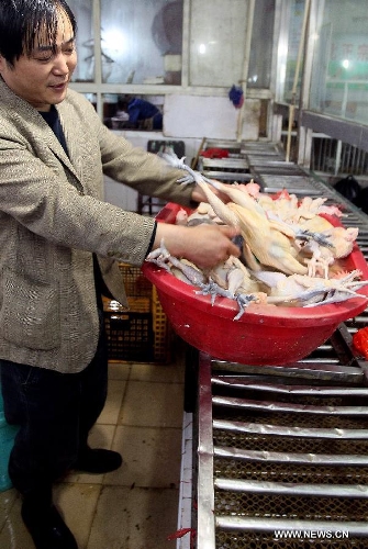 A man puts chickens into a basin at a market in Shanghai, east China. The government of Shanghai Municipality said on Friday sales of live poultry will be suspended in the municipality from April 6 as the H7N9 strain of avian influenza has sickened 14 people and killed six. (Xinhua/Chen Fei) 