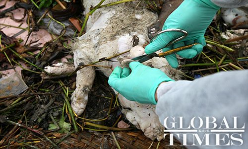 An employee from the Shanghai Agriculture Committee cuts an identification tag off a dead pig on March 13. Photo: Cai Xianmin/GT