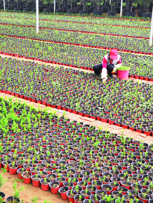 A worker weeds Chinese yew saplings Saturday in a planting base in Zouping county, East China's Shandong Province. The base has 5 million plants of Chinese yew, and its potted landscapes can reach an annual production value of 80 million yuan ($13 million). Photo: CFP 