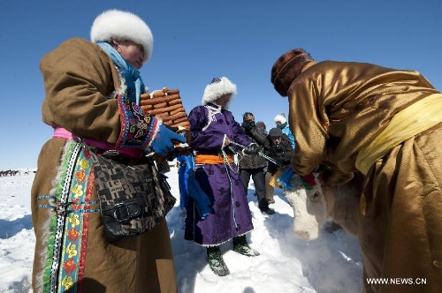 Herdsmen decorate a bull in celebration of the traditional livestock prosperity festival at Hexigten Banner in Chifeng, north China's Inner Mongolia Autonomous Region, Feb. 21, 2013. The festival is a special day typically held around the Spring Festival, on which nomadic Mongolians celebrates the 