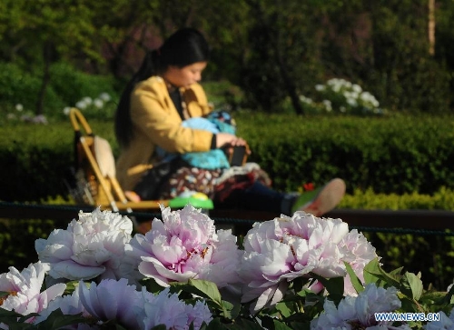 Citizens rest beside peony flowers at a park in Luoyang City, central China's Henan Province, April 10, 2013. (Xinhua/Wang Song) 