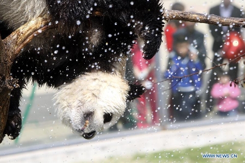  Photo taken on April 13, 2013 shows the panda named 