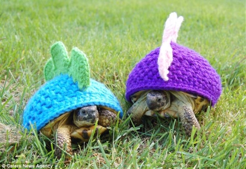 Canadian Katie Bradley has created hand-crocheted tortoise and turtle jumpers to keep pet turtles warm. (Photo Source: huanqiu.com)