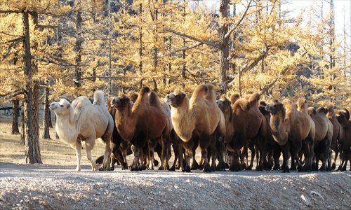 A herd of camels stroll through the land toward a grazing area. Photo: Chris Dalby/GT
