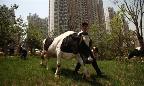 In the interest of public safety, security guards minded four cows at a residential compound in Xi'an until their owner could come for them on Tuesday. Earlier that day, the animals had escaped from their nearby farm. Photo: CFP
