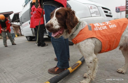 A rescue dog arrives at the Xinjin Service Area on the Chengdu-Ya'an Highway with members of the Ramunion Rescue from Hangzhou, capital of east China's Zhejiang Province, after 22-hour drive, in Ya'an, southwest China's Sichuan Province, April 21, 2013. Six members of the Hangzhou Outdoors Emergency Rescue Team arrived in the earthquake-hit Ya'an City after driving for consecutive 22 hours on Sunday. (Xinhua/Pei Xin)  