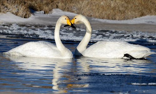 White swans rest on the Qinghai Lake, northwest China's Qinghai Province, Jan. 1, 2013. The improving environment of the Qinghai Lake has attracted more swans to spend the winter here. Photo: Xinhua