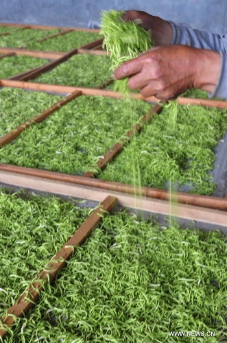 A farmer airs the newly picked honeysuckle, a kind of herbal medicine, at a planting base in Liangjia Village of Binzhou City, east China's Shandong Province, May 20, 2013. (Xinhua/Dong Naide)