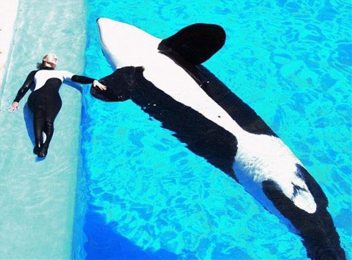 Dawn and her great partner(Source: huanqiu.com)