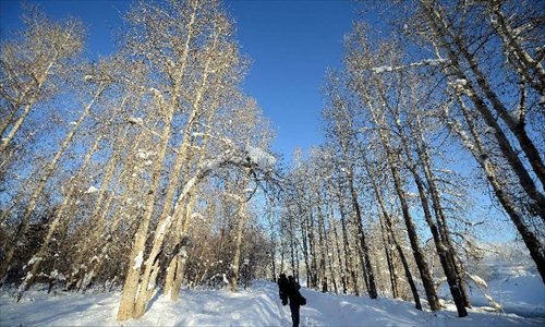 Photo taken on Dec. 28, 2012 shows white birch grove after snowfall at White Birch Park in Altay, northwest China's Xinjiang Uygur Autonomous Region. Beautiful snow scenery here attracts a good many tourists.Photo: Xinhua