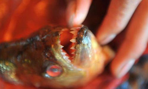 Photo taken on July 8, 2012 shows the sharp teeth of a piranha in Liuzhou, South China's Guangxi Zhuang Autonomous Region. Recently, two people were bitten in the Liujiang River in Liuzhou by piranhas originating from South America. The number of piranhas in the Liujiang River is under investigation and relevant departments will soon take corresponding measures. Photo: Xinhua