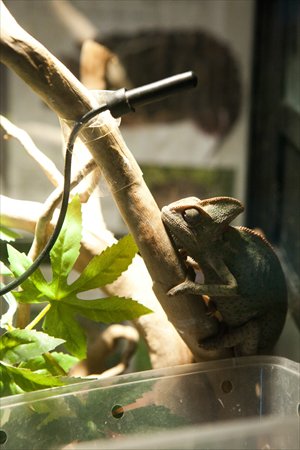 A chameleon clings to a branch in its cage at a pet market in Shuiduizi, Chaoyang district, yesterday. Lizards are popular pets as Beijingers ring in the Year of the Dragon. Photo: Guo Yingguang/GT
