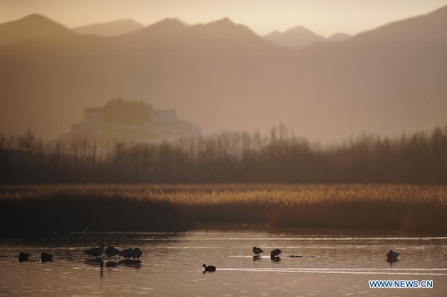 Photo taken on March 14, 2013 shows the scenery at the Lhalu wetland state nature reserve in Lhasa, capital of southwest China's Tibet Autonomous Region. (Xinhua/Liu Kun)