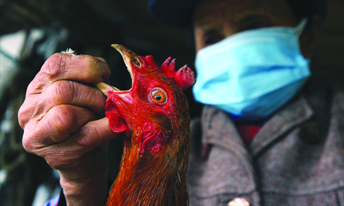 A farmer in Jinshan district of Shanghai feeds a rooster medicine. Photo: Yang Hui/GT
